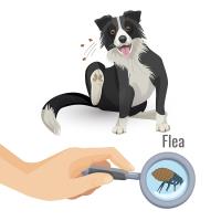 MAX Flea Control Sydney image 5